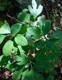 We did not find results for: Woodland Plants Stonehurst The Robert Treat Paine Estate