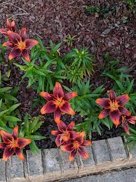 If you had backed lily starlette throughout its career you'd have achieved a 56. Got The Bulbs From A Grab Bag Can Anyone Identify What Flower These Are Whatsthisplant