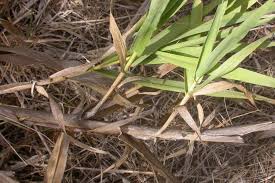 Image result for Aneilema lanceolatum