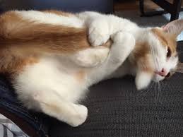 Find out how long a broken tail takes to heal and what's involved with treating it. Tail Of A Cat Alabama Public Radio