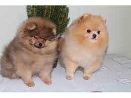 Pomeranian puppies for sale, pomeranian dogs for adoption and pomeranian dog breeders. Pomeranian Puppies For Adoption To Good Homes Liverpool