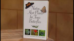 To keep the vibrant flowers (and beautiful while tropical milkweed can affect monarch butterflies' migration patterns, native species of milkweed do not. Native Host Plants For Texas Butterflies Lynne Jim Weber Central Texas Gardener Youtube