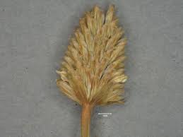 Image result for Acmella caulirhiza