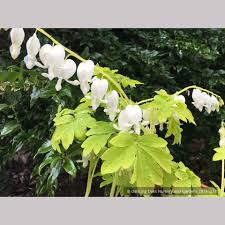 Image result for Dicranolepis