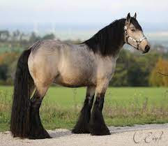 This registry was established to protect a vision that was born over half a century ago to create the perfect horse to pull their colorful caravans. Pin On Horses Draft Horses