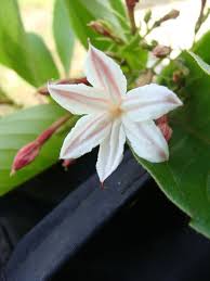 Image result for Landolphia buchananii