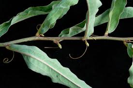 Image result for Adenia zambesiensis