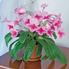 Image result for Streptocarpus erubescens