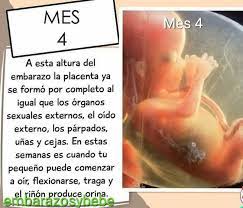 7 Ideas De Embarazo Mes A Mes Embarazo Embarazo Feliz Embarazo Mes A Mes