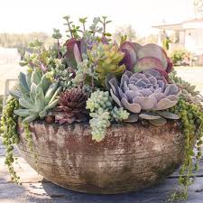 Eine Galaxie Voller Sukkulenten Fur Ihr Haus Und Ihren Garten Succulent Garden Design Succulents Succulent Garden Diy
