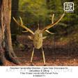Wooden Bamboo Deer