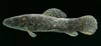 Anjumara Or Wolf Fish Fish Fish Pet River Monsters