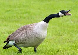 Free shipping on qualified orders. Geese Aaac Wildlife Removal Of Mobile