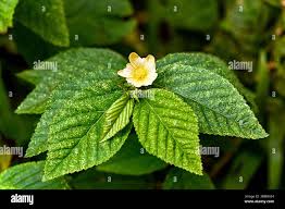 Image result for Sida acuta