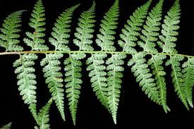 Image result for Dennstaedtiaceae