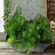 Image result for Phyllanthus bequaertii