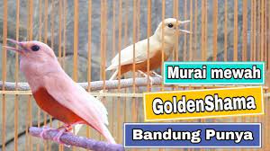 Sudah bagus, beragam, dan tinggal cetak. Murai Batu Mewah Golden Shama Bsm Bf Bandung Batu Burung Murai