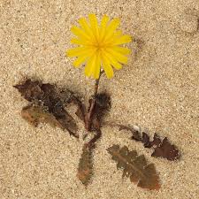 Image result for Launaea