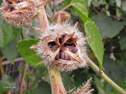 Image result for Hibiscus diversifolius