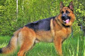 The average cost of a german shepherd puppy is between $500 and $3,000, which depends on the location and the breeder you're purchasing it from. German Shepherd Price How Much Is A Purebred German Shepherd Anything German Shepherd