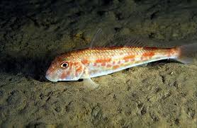 Denizlerimizde Avlanan Balik Turleri Alacati Big Fish Rot