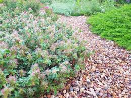 You can find mint growing indoors in a pot of soil or even in a bottle of water. Perennial Selection Guide A B Spadefoot Nursery