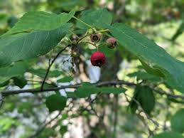 Image result for Amelanchier laevis