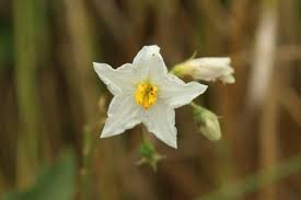 Flowers are held singly above the leaves, up to 2 wide, and have many yellow petals. Ohio Weedguide