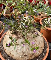 Image result for Raphionacme hirsuta