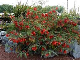Image result for Lessertia pauciflora