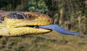 Do blue tongue skinks really need uvb? Blue Tongued Skink Simple English Wikipedia The Free Encyclopedia