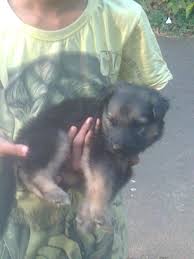Although there are many wonderful souls across the nation who work extra hours and put in efforts beyond their capacity, there is always a shortage of funding and communication across the animal activist circuit. German Shepherd Puppies For Sale Palakkad Kl 68003