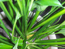 They do not have petals, as you would find on standard flowers. Proper Place To Cut Off Spent Peace Lily Bloom