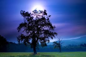 Free for commercial use no attribution required high quality images. Field Night Tree Moon Sky Mountains Cool Wallpaper Nature And Landscape Wallpaper Better