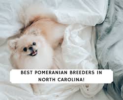 Happy puppies come from real, family breeders. 8 Best Pomeranian Breeders In North Carolina 2021 We Love Doodles