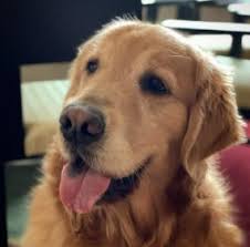 Golden retriever · green valley, az. 10 Best Golden Retriever Breeders In Arizona 2021 We Love Doodles