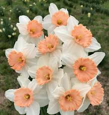 Flowers from around the world. Flowers Lover On Twitter Gm Narcissus Narcissist Love Beautiful Flower Flowerloverh Flowers Roses Blooms Loveflower Cuteroses Worldroses Bestflower Like4like Https T Co Rjz0jebq4y