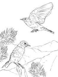 mountain bluebird coloring page supercoloring com pages blue bird eastern coloriage plume avec quille