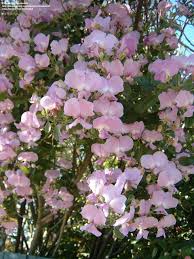 Image result for Podalyria