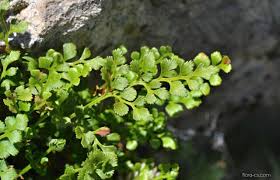 Image result for sleziník Asplenium