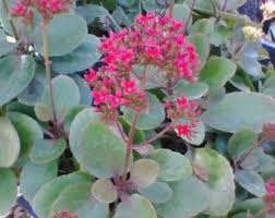 Organic Red Blooming Kalanchoe Succulent Live Plant Con Imagenes Suculentas Plantas