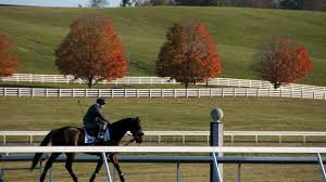 Įmonės the gift horse veiklos vieta: Baltimore County Horse Collection Visitmaryland Org