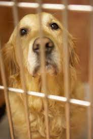 Suchen sie sich einen seriösen und kompetenten züchter und. Golden Retriever In Not Goldenr De