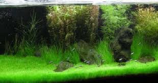 Beberapa jenis tanaman yang cocok untuk ditanam dalam aquascape adalah spatterdock, valisneria, cabomba, tiger nymphea lotus tenelus atau rumput air, echinodorus, dan wendtii. Tanaman Karpet Aquascape Yang Bagus Dan Ideal 2021