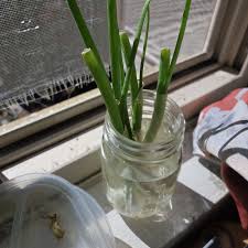Image result for Aloe inyangensis