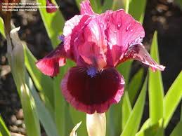Plantfiles Pictures Standard Dwarf Bearded Iris Cat S Eye Iris By Tbgdn Iris Flowers Dwarf Beard Bearded Iris