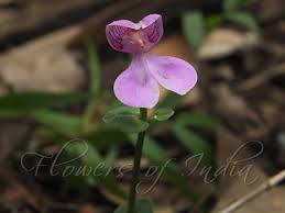 Image result for Disperis