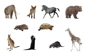 404 Not Found Animals Draw On Photos Photoshopped Animals