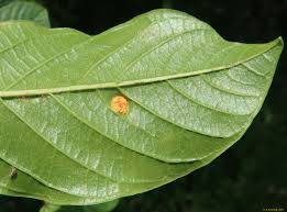 Image result for Monosis conferta