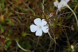 Image result for Rhamphicarpa fistulosa